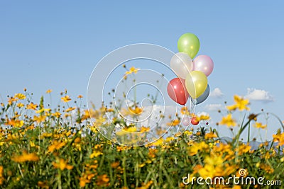 balloon multi color in yellow flower field blue sky Stock Photo