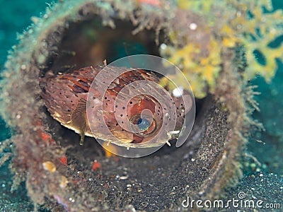 Balloonfish, Diodon holocanthus. Scuba diving in North Sulawesi, Indonesia Stock Photo