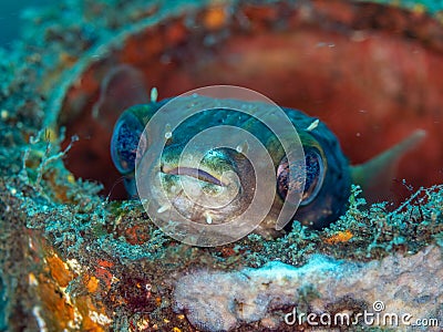 Balloonfish, Diodon holocanthus. Scuba diving in North Sulawesi, Indonesia Stock Photo