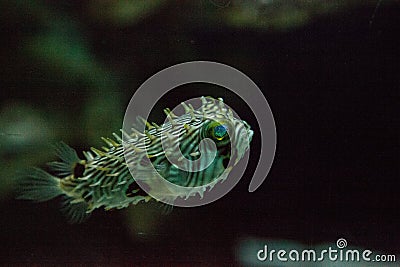 Balloonfish Diodon holocanthus swims along a marine reef Stock Photo