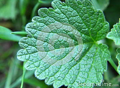 Ballota nigra grows in nature Stock Photo