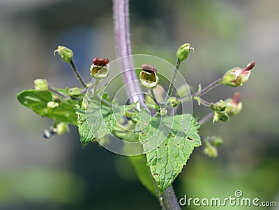 Balm-leaved Figwort Stock Photo