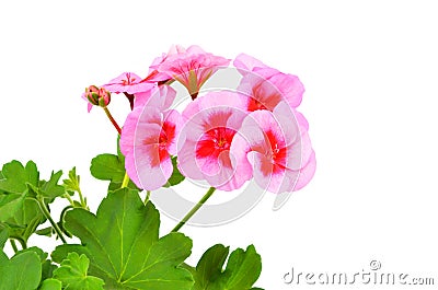 Balmy Geranium flower Stock Photo