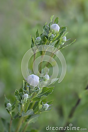 Baloon flower Zwerg Blue Stock Photo