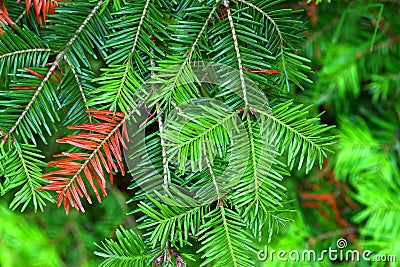 Balsam Fir (Abies balsamea) Needles Stock Photo