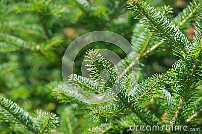 Balsam Fir tree tips Stock Photo