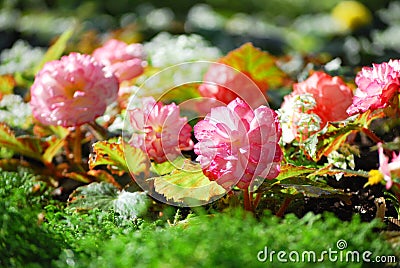 Balsam flower Stock Photo