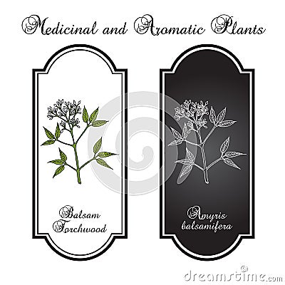 Balsam Torchwood amyris balsamifera , medicinal plant Vector Illustration