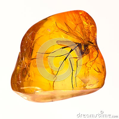 Baltic amber stone inclusion. Stock Photo