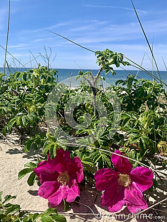 Baltic landscapes. Curonian spit. Sea, sun, dunes, Baltic wild rose. Stock Photo