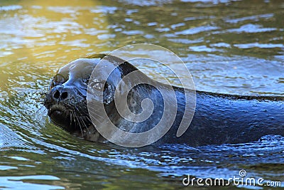 Baltic ringed seal Stock Photo