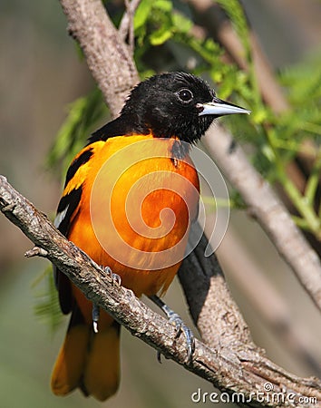 Baltimore Oriole Stock Photo