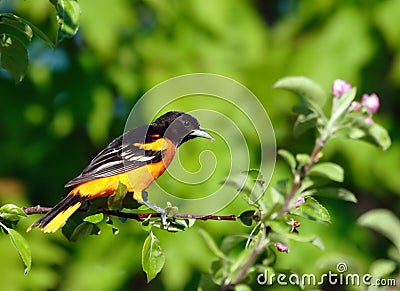 Baltimore Oriole bird Stock Photo