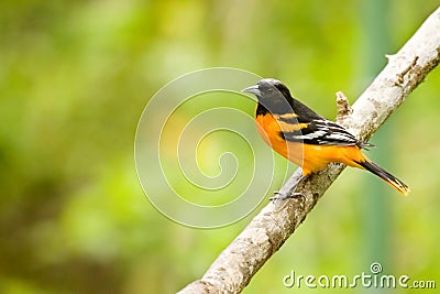 Baltimore Oriole bird Stock Photo