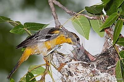 Baltimore Oriole feeding time Stock Photo