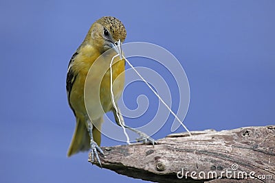 Baltimore Oriole (Icterus galbula) Stock Photo