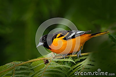 Baltimore Oriole, Icterus galbula, sitting on the green moss branch. Tropic bird in the nature habitat. Wildlife in Costa Rica. Or Stock Photo