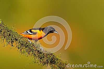 Baltimore Oriole, Icterus galbula, sitting on the orange and green moss branch. Tropic bird in the nature habitat. Widlife in Cost Stock Photo