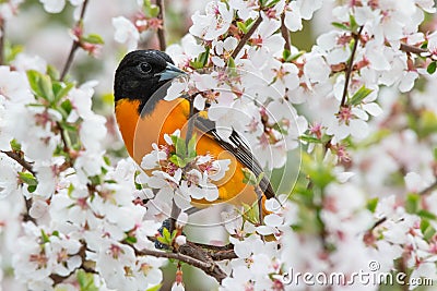 Baltimore Oriole - Icterus galbula Stock Photo