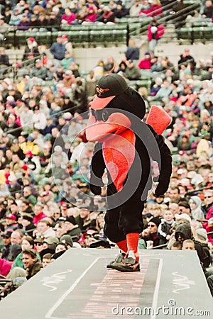 Baltimore Orioles mascot. Editorial Stock Photo