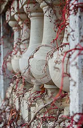 Balusters twining vines Stock Photo