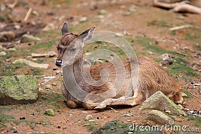 Bambi Stock Photo