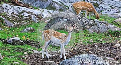 Bambi deer in wildlife background. Young cute bambys in a natural field. Beautiful baby deer in alert. Stock Photo