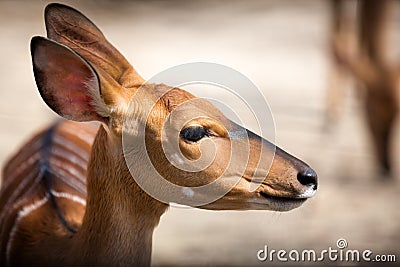 Bambi Stock Photo