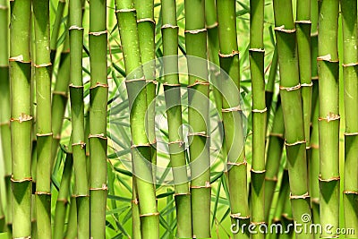 Bamboo Stock Photo