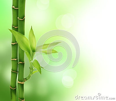 Bamboo Stock Photo