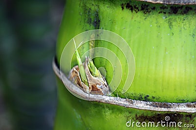 Bamboo Stock Photo