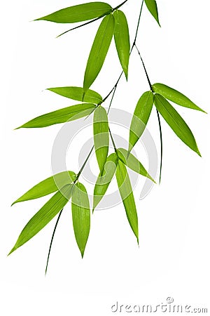 Bamboo Stock Photo