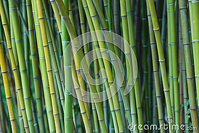 Green bamboo stalks Stock Photo