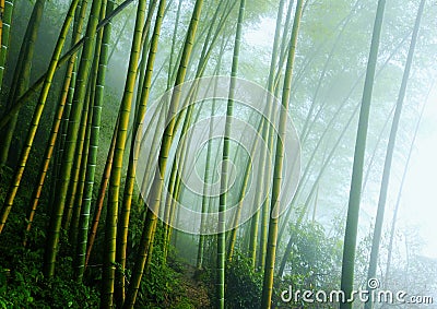 Bamboo Stock Photo