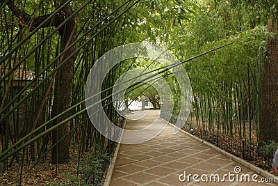 Bamboo alley in park dense shade of vegetation Stock Photo