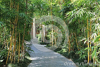 Bamboo alley on two sides of footpath Stock Photo