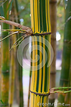 Bamboo Stock Photo