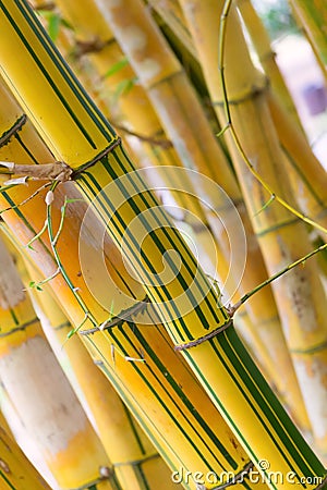 Bamboo Stock Photo