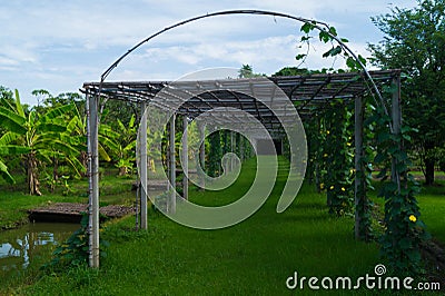 Bamboo Arch In Banana Garden Stock Photo