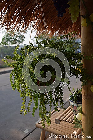 Bamboo arch Stock Photo