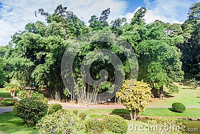 Bamboo area of Peradeniya Royal Botanical Gardens near Kandy, Sri Lan Stock Photo