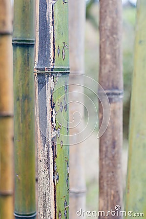 Bamboos background Stock Photo