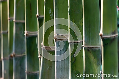 Bamboo background Stock Photo