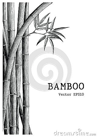 Bamboo background hand drawing engraving style Vector Illustration