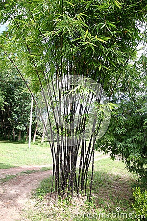 The Bamboo black. Stock Photo