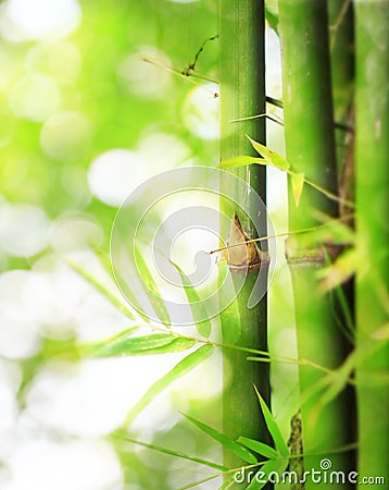 Bamboo boke Stock Photo