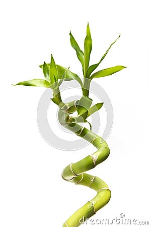 Bamboo branch. Stock Photo