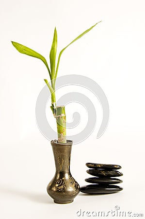 Bamboo in Brass Vase Stock Photo