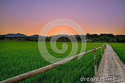 Bamboo bridge in paddy fields, sunset Stock Photo