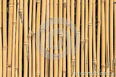 Bamboo cane texture Stock Photo